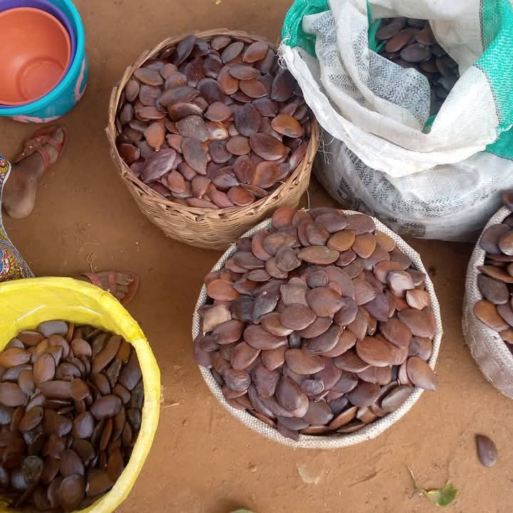 The food poisoning deaths occurred less than 24 hours after consuming oil bean flakes [a popular food synonymous to Imo citizens]. 